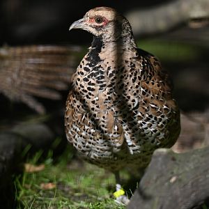 Cheer Pheasant Catreus wallichii