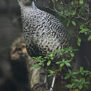 Cheer Pheasant Catreus wallichii