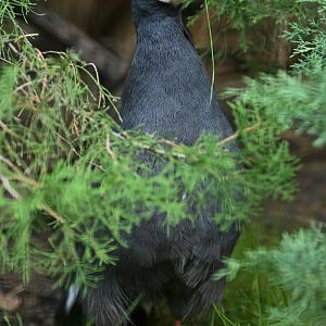 Blue Eared-Pheasant Crossoptilon auritum