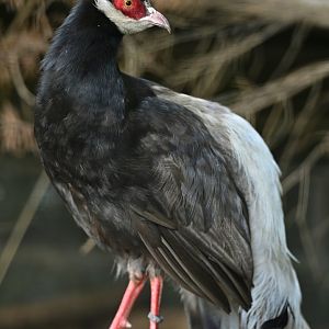 Brown Eared-Pheasant Crossoptilon mantchuricum
