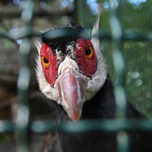 Brown Eared-Pheasant Crossoptilon mantchuricum
