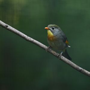 Red-billed Leiothrix Leiothrix lutea