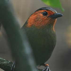 Scarlet-faced Liocichla Liocichla ripponi