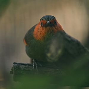 Scarlet-faced Liocichla Liocichla ripponi
