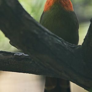 Scarlet-faced Liocichla Liocichla ripponi