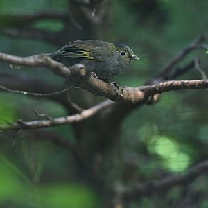 Steere's Liocichla Liocichla steerii