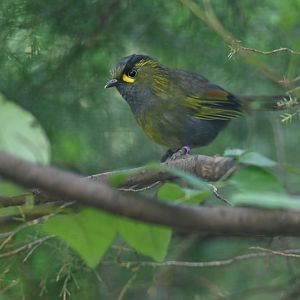 Steere's Liocichla Liocichla steerii