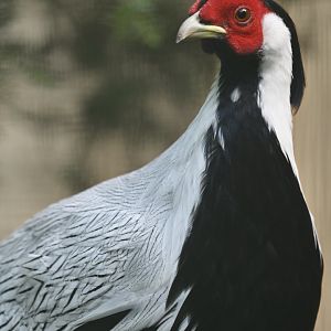Silver Pheasant Lophura nycthemera