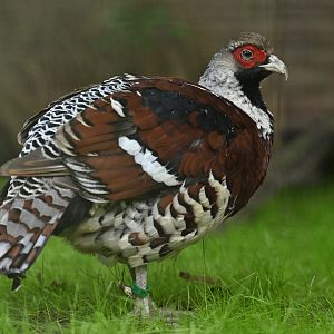 Elliot's Pheasant Syrmaticus ellioti