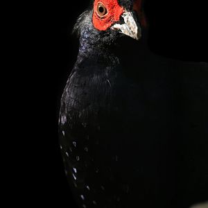 Mikado Pheasant Syrmaticus mikado