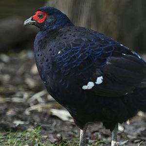 Mikado Pheasant Syrmaticus mikado