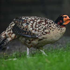 Cabot's Tragopan Tragopan caboti
