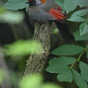Red-tailed Laughingthrush Trochalopteron milnei