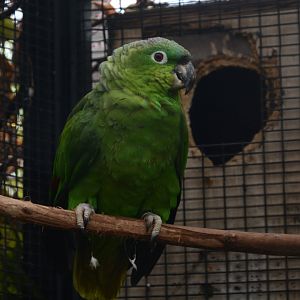 Costa Rican mealy amazon (Amazona farinosa virenticeps)
