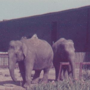 Asian Elephants c.1978