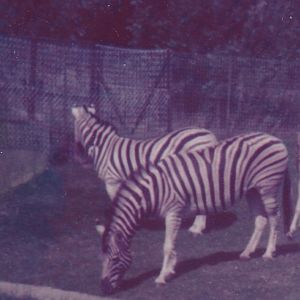 Damara Zebras c.1978