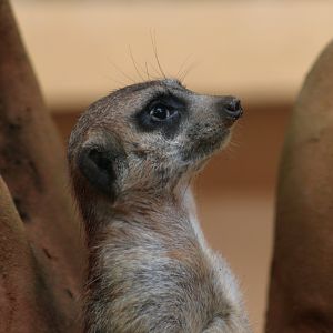 Meerkat (Suricata suricatta)