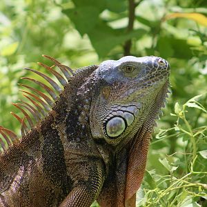 Green Iguana (Iguana iguana) - wild
