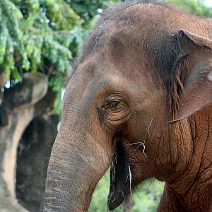 Asian Elephant (Elephas maximus) - "Ongard"