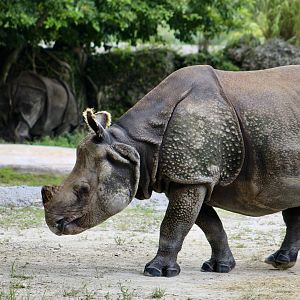 Indian Rhinoceros (Rhinoceros unicornis)