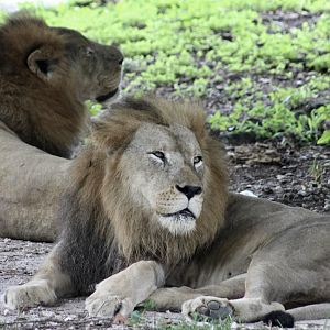 African Lions (Panthera leo melanochaita)