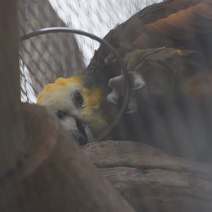 Saint vincent's amazon