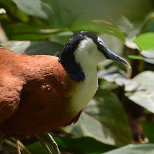 African jacana