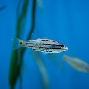 Five-Lined Cardinalfish