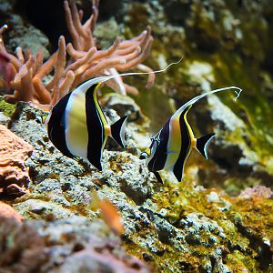 Moorish Idols