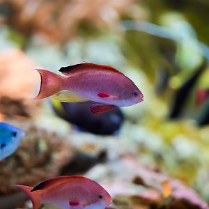 Lyretail Anthias