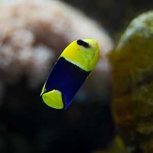 Bicolor Angelfish