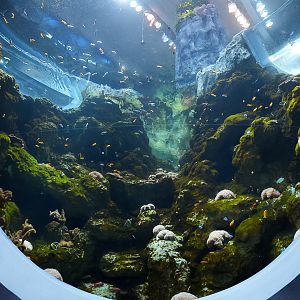 Archipelago 'Inshore Reef' Bottom Viewing