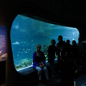 'The Reef' Shelf Window