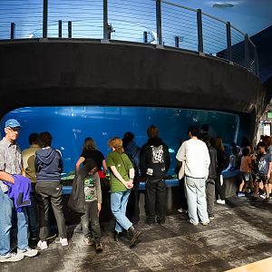 'The Reef' Overlook Window