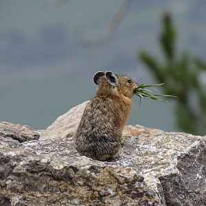 Northern pika (Ochotona hyperborea)