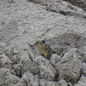 Northern pika (Ochotona hyperborea)