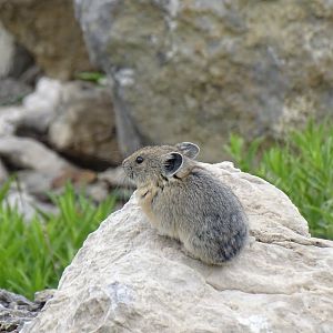 Northern pika (Ochotona hyperborea)