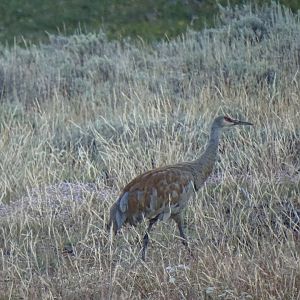 Sandhill Crane (Grus canadensis)