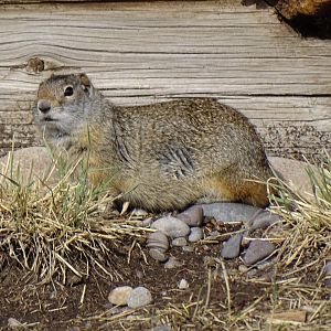 Uinta Ground Squirrel (Urocitellus armatus)