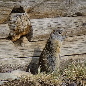 Uinta Ground Squirrel (Urocitellus armatus)