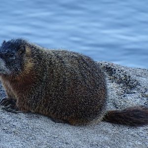 Yellow-bellied marmot (Marmota flaviventris)