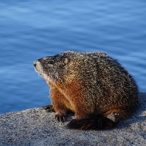 Yellow-bellied marmot (Marmota flaviventris)