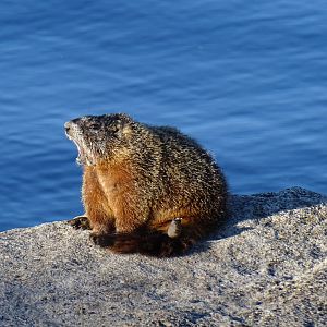 Yellow-bellied marmot (Marmota flaviventris)