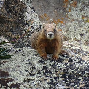 Yellow-bellied marmot (Marmota flaviventris)