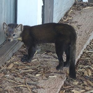 American marten (Martes americana)