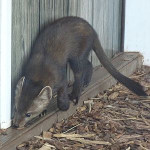 American marten (Martes americana)