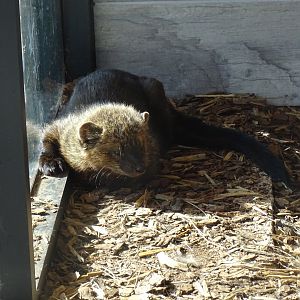 Fisher (Pekania pennanti)