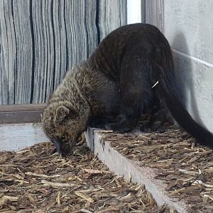 Fisher (Pekania pennanti)