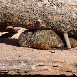 Woodchuck (Marmota monax)