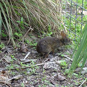 Marsh Rabbit (Sylvilagus palustris)